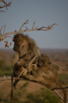 A super cute family of baboons...