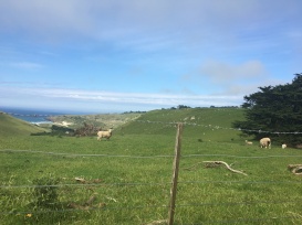 Otago Peninsula 7